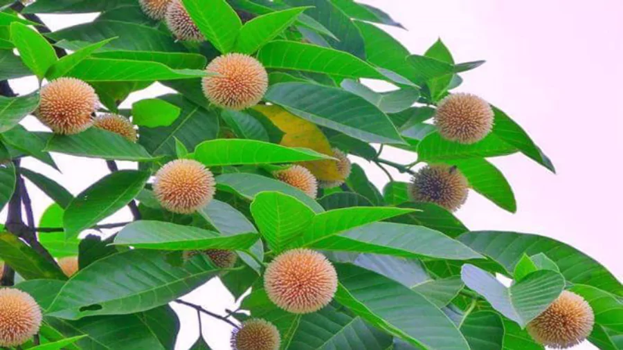 ফুলের পিক