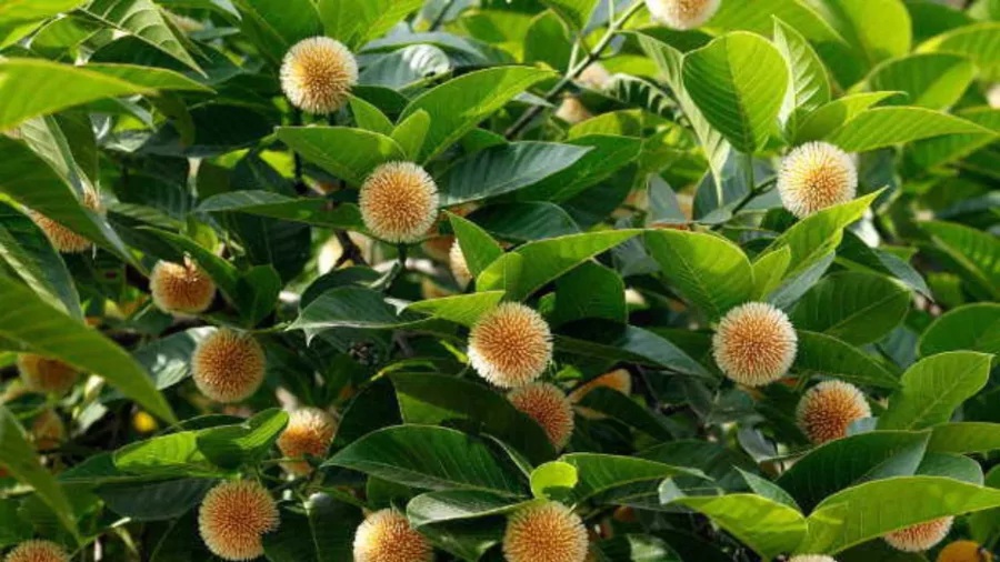 সেরা ফুলের ছবি