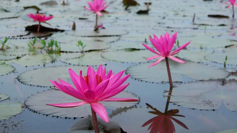 সেরা ফুলের ছবি