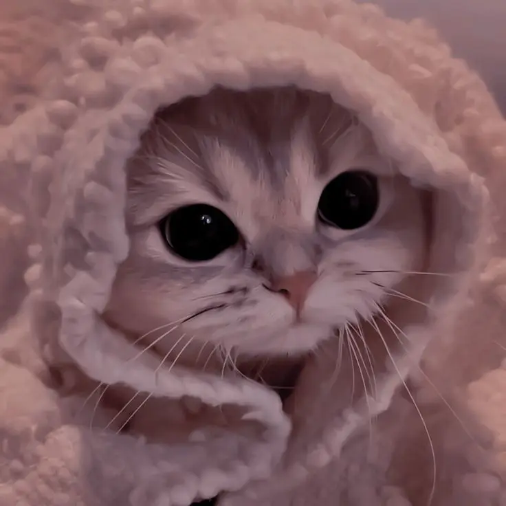 বিদেশি বিড়ালের পিক