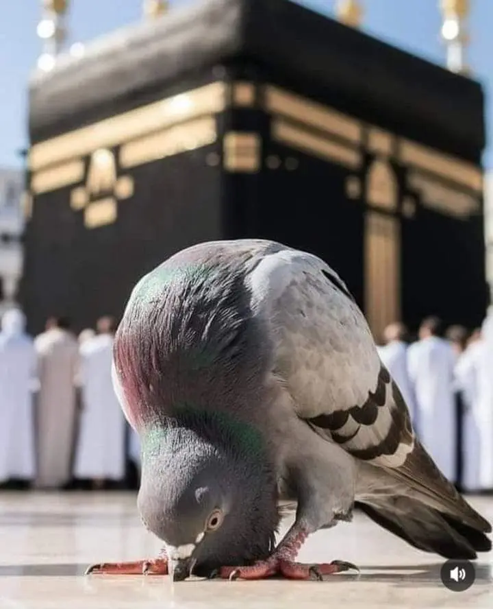 ইসলামিক পিক hd