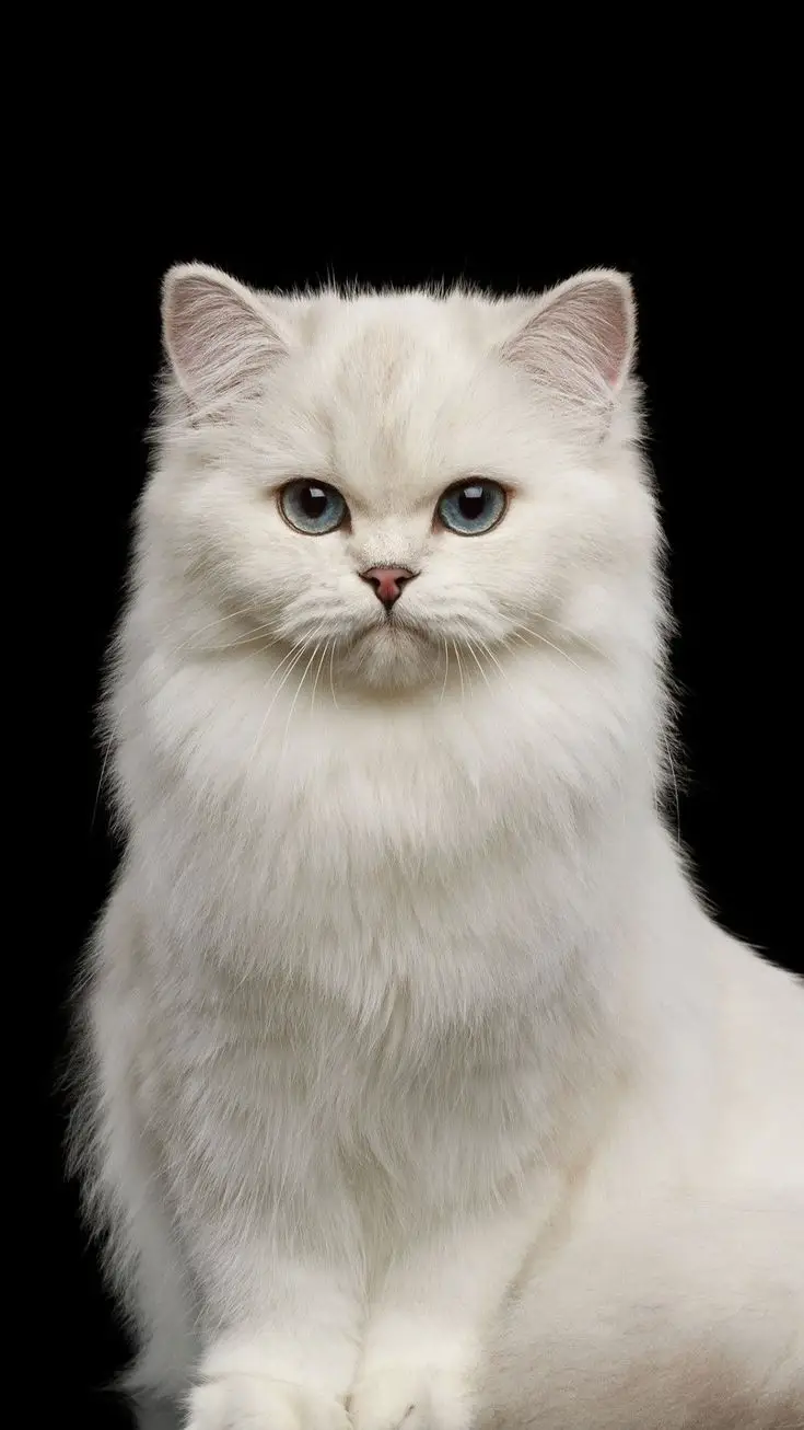 বিদেশি বিড়ালের পিক