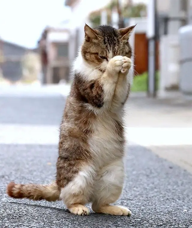 বিদেশি বিড়ালের পিক